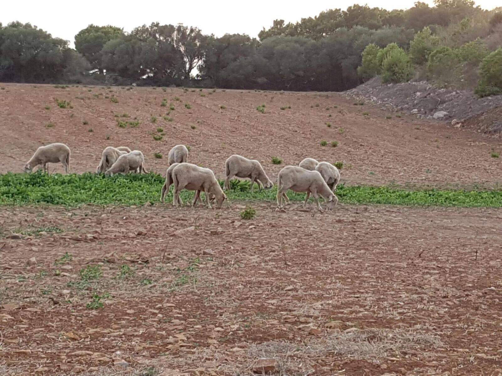 Agroturismo Santa Mariana 알라이오르 외부 사진