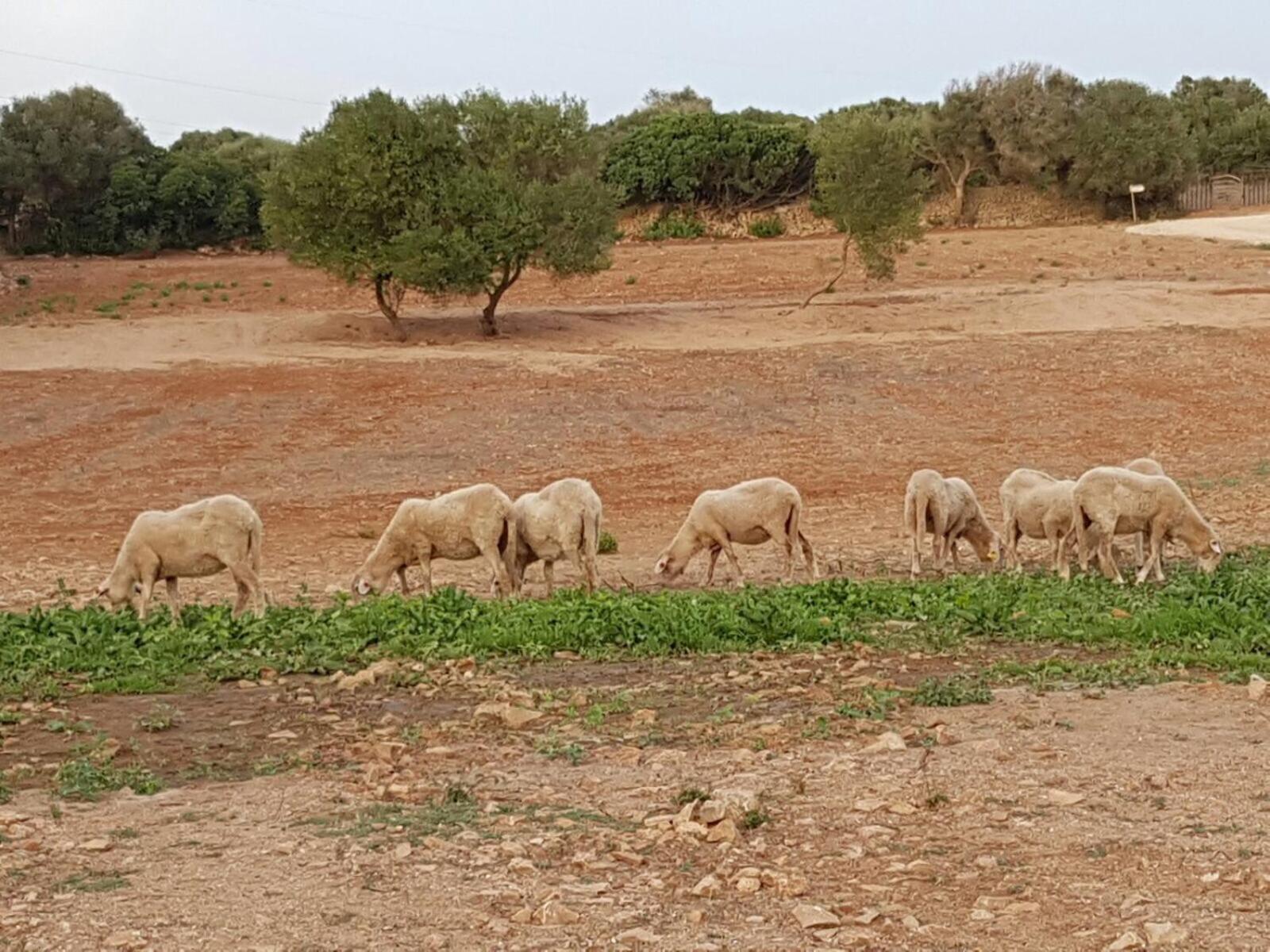 Agroturismo Santa Mariana 알라이오르 외부 사진