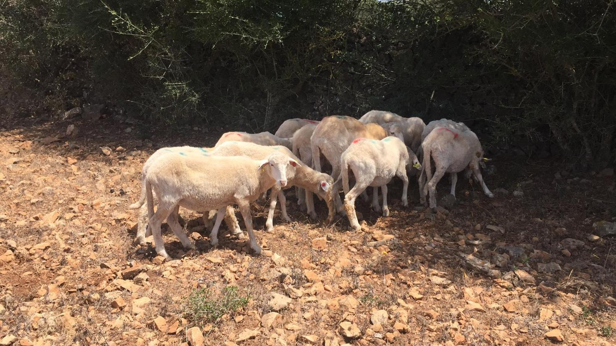 Agroturismo Santa Mariana 알라이오르 외부 사진